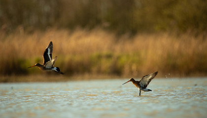 Black - tailed godwit (Limosa limosa) © Marcin