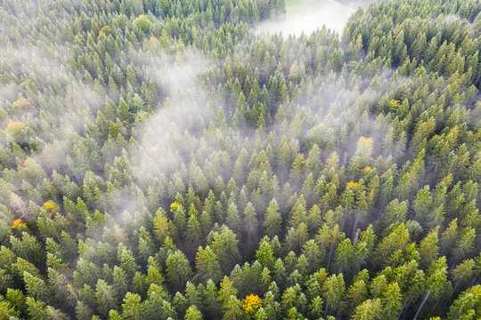 Germany, Bavaria, Krun, Drone view of fog floating over autumn forest