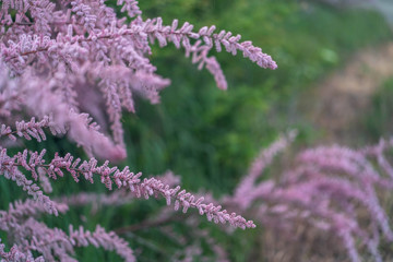 Flowering branches of tamarix in early summer or late spring.