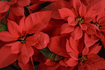 Christmas flowers. Red flower. Close up. Navidad. Nochebuena