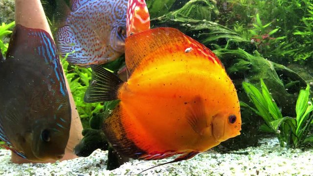 Das soziale Verhalten von Diskusfischen im Aquarium.