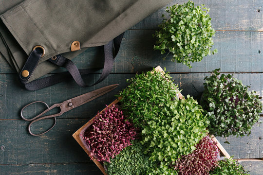 Box with microgreens, scissors and bag on wooden table