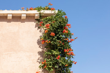 A minimalistic mediterranean house with a bright light colored textured facade and beautiful red flowers and greenery hanging from the roof on a sunny day in summer and a clear blue sky in Croatia