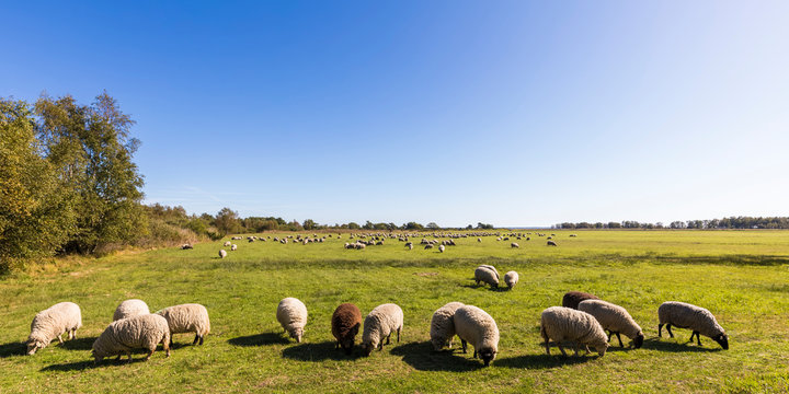 Germany, Mecklenburg-Western Pomerania, Clear sky over flock of sheep grazing in springtime pasture