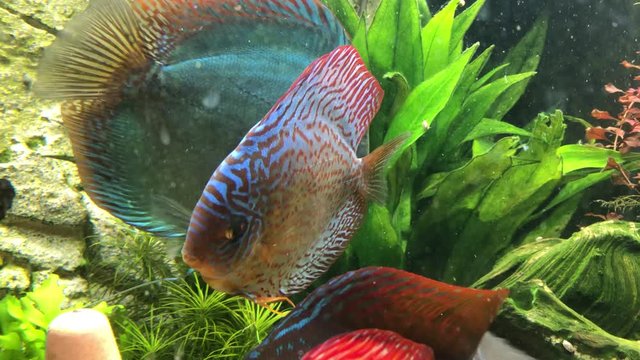 Das soziale Verhalten von Diskusfischen im Aquarium.