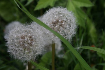 Dandilion