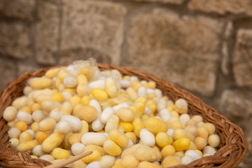 Yellow and white silk cocoons in a brown braided basket and a rough textured wall in Konavle, Dalmatia, Croatia. The yarn for folklore costumes