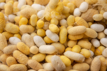 Yellow and white silk cocoons in Konavle, Dalmatia, Croatia. The yarn is used for making the details of the Croatian traditional folklore costumes