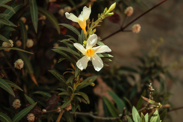 White small flowers close up.