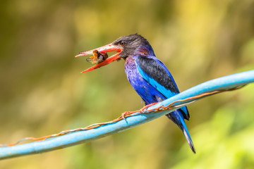 javan kingfisher with his prey