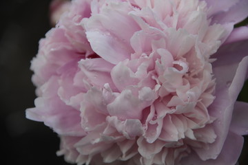 pink peony flower 2