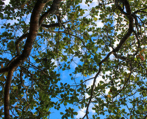 green leaves against blue sky. tree from bottom view