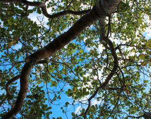 oak tree branches. tree from bottom view