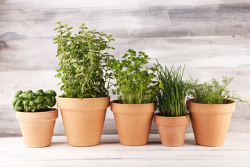 Homegrown and aromatic herbs in old clay pots. Set of culinary herbs. Green growing fres chives, oregano, dill, basil and parsley - obrazy, fototapety, plakaty