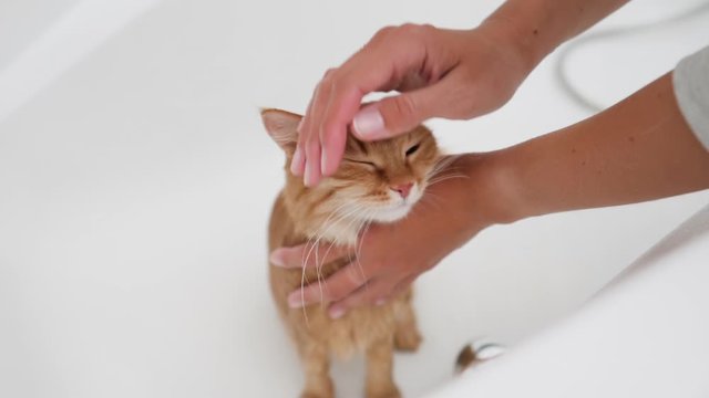 Woman washes cute ginger cat. Fluffy wet pet meows and tries to escape from bathtub.