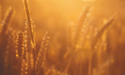 Close up spikes of gold wheat in summer sun rays. Grain crops in the field. Agriculture, agronomy, industry concept.