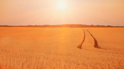 Fototapeta premium Yellow wheat field. Close up nature photo. Harvest, agriculture, agronomy, industry concept.