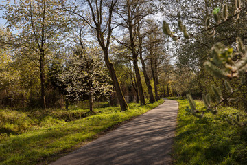 A view of the rural area near the Philips de Jongh Park and Strijp R in Eindhoven City on a sunny day. Dutch nature with a path, trees with blossoms and greenery on a spring day in April