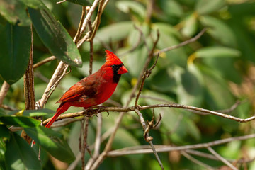 Northern Red Cardinal sitting in bush