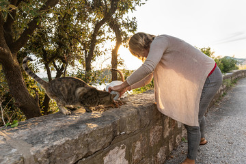 A woman feeding a group of homeless stray cats sitting on the wall downtown Dubrovnik waiting to be fed by volunteers. Surrounded by greenery on a sunny day