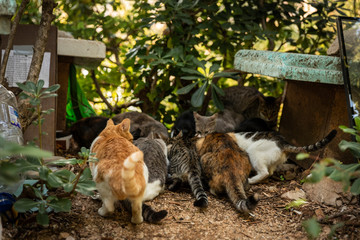 A group of homeless stray cats sitting and eating in front of their houses consisting of cardboard boxes, made by volunteers in downtown Dubrovnik who also feed them. Surrounded by greenery