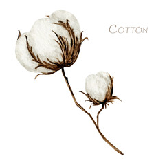 Watercolor cotton flower branches. Botanical Hand drawn Eco product illustration. Cotton flowers buds balls in vintage style isolated on white background. Plant ball nature icon
