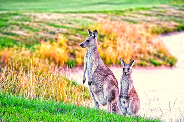 Australian kangaroo symbol of australia