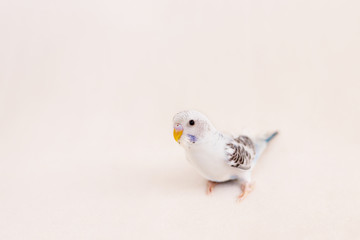 White budgie on white background