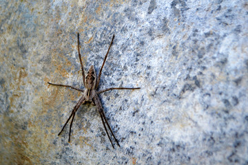 spider sitting on the concrete
