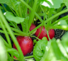 Close up of homegrown radishes (Raphanus sativus) ready for harvesting in a domestic greenhouse