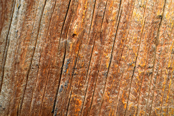 Fototapeta premium old wooden texture closeup background