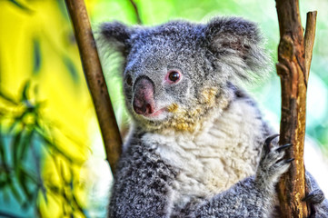  Australian koala  symbol of Australia
