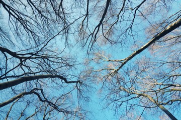 Bare tree branches