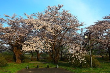 春の展勝地　桜並木