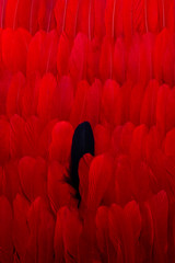 Fototapeta premium Black feather placed amidst heap bright red