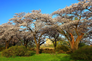 春の展勝地　桜並木