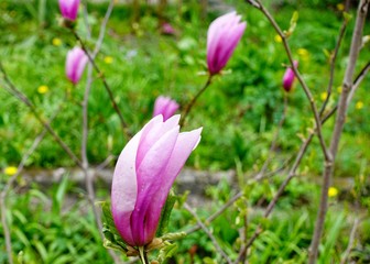 Fototapeta premium Blossoming of pink magnolia flowers in spring time, floral background