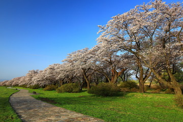 春の展勝地　桜並木