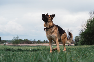 The German shepherd is preparing to jump. Dog at the start. The dog is going to jump. The dog is sitting in a clear green field.