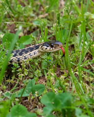Garter Snake in the Grass