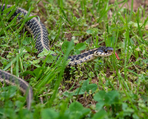 Garter Snake in the Grass