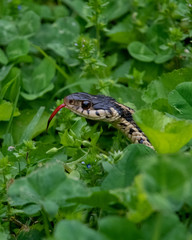 Garter Snake in the Grass