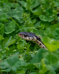 Garter Snake in the Grass