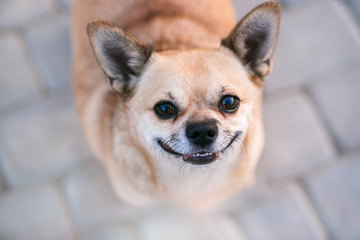 chahua hua looks in a frame on a concrete path in the park
