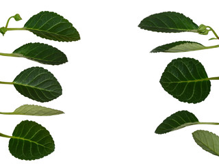 Naklejka na ściany i meble Vertical border with gloxinia or sinningia leaves and buds isolated on white for postcard design. A new gloxinia plant can be grown from a leaf
