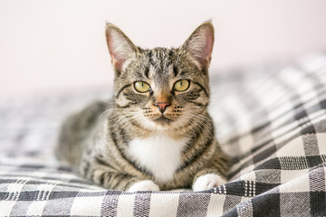 A young cat lies on a plaid at home and looks at the camera