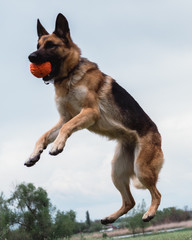 German shepherd is preparing to jump, the dog jumps. German shepherd catches the ball in flight. The dog flies. German shepherd playing with a ball.