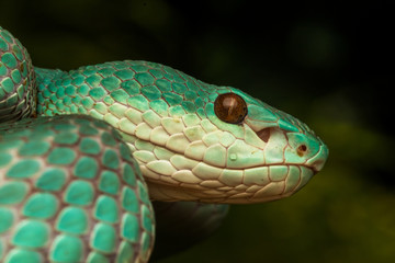 Fototapeta premium green viper snake 