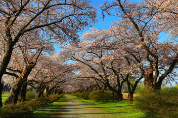 春の展勝地　桜並木