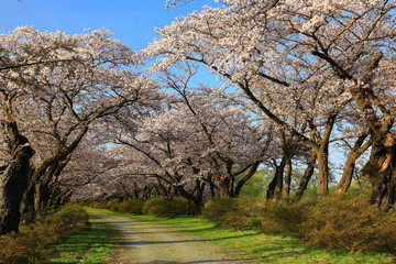 春の展勝地　桜並木